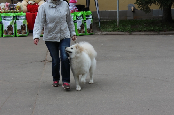 Выставка собак в Химках