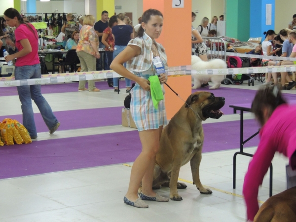 Выставка собак в ТРЦ «ЧАЙНА - ТАУН»